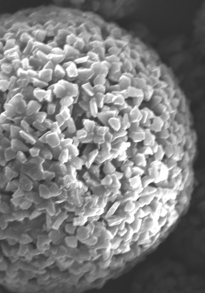 HPHT agglomerated diamond